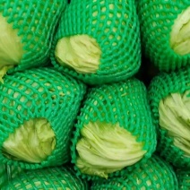 霞姐球生菜批发