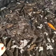 长期出售各类黑坑回锅淡水鱼