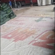 地冬瓜