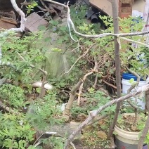 批发黄荆价格面议