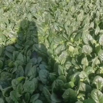 兴平趴地菠菜大量出售1000起步需要的可以联系