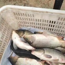鲤鱼