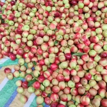 精品枣蜜桃大量上市