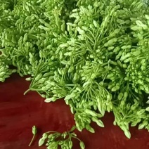 现货产地直销绿色有机新鲜夜香花