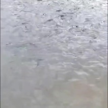鲤鱼草鱼