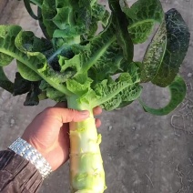 兰州红古精品莴笋需要的老板欢迎订购打地过斤联系