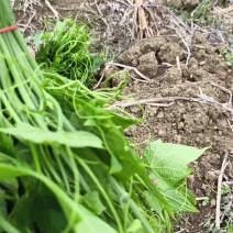 丰之农种植基地