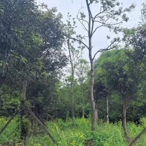 20公分乌桕