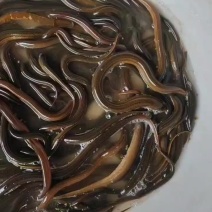 黄鳝，鳝鱼