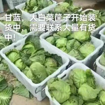 甘肃临洮圆包菜