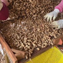 新鲜白米湿花生全国供货对应各大电商平台，可一件代发/批发