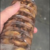 金蝉白蝉