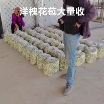 甘肃陇南礼县洋槐花苞。