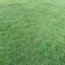 草皮