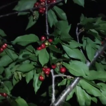 山东大樱桃