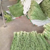 云南贡菜干
