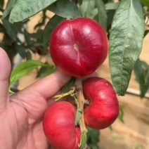 暖棚蟠桃金瓶美大量上市有需要的联系