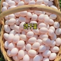 养殖厂批发零售鸽子蛋支持一件代发。