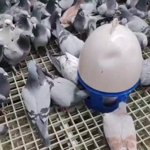 家禽