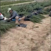沙地柏