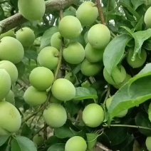 青梅