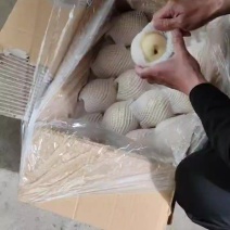 河北梨基地皇冠梨大落价了