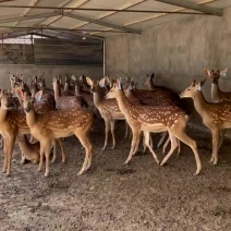 纯种梅花鹿种公鹿成年大公鹿纯种梅花鹿种母鹿繁殖母鹿鹿苗