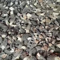 羊肚菌