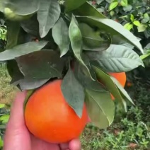 血橙