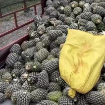 香水菠萝