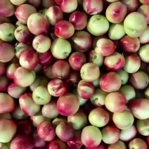 精品枣蜜桃大量上市