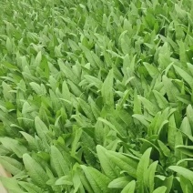 油麦菜