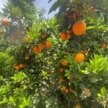 血橙