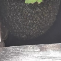 天然野生蜜蜂出售