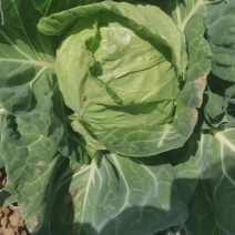 卷心菜