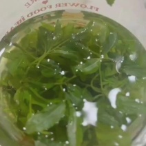 酸枣芽茶被称为东方睡叶又称为野生手工茶产地批发零售