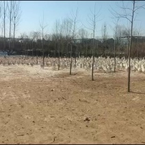 纯散养鹅蛋，本合作社存栏5万只蛋鹅，为地区**的养殖基地