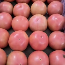 粉红精品西红柿