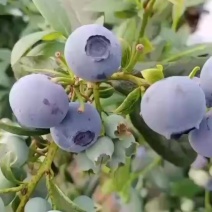 花香蓝莓