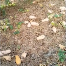 蜜本南瓜