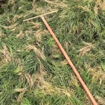 川麦冬绿化麦冬草药用种苗，四川产地直接发货