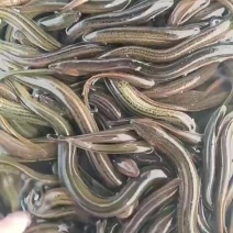 正宗湖北原生态土鳝鱼肉质鲜香嫩滑。先品尝再决定。真金不怕火炼