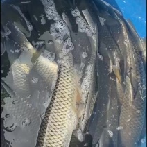 瘦身草鱼