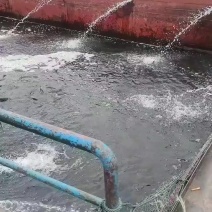 大花鲢