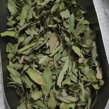 罗布麻
