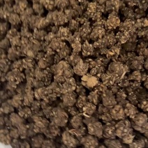 猫爪草精选统装货产地直销