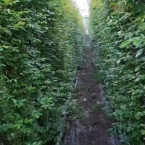 藤本月季，基地直发，全国发货，诚信经营，量大从优欢迎采购