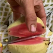 红宝石番石榴产地直销量大质优欢迎咨询采购