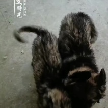 狼毛青