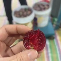 《精品》三华李原产地供货，可接电商市场商超出口贸易